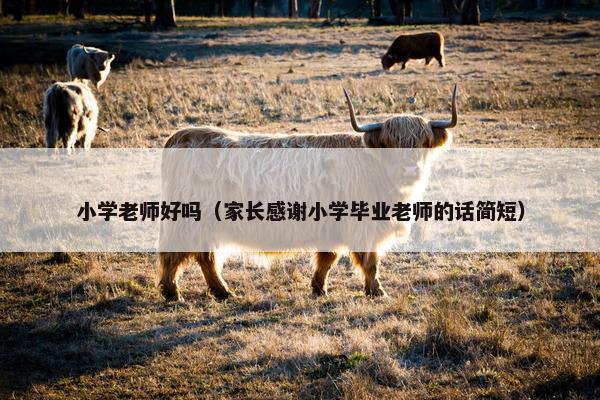 小学老师好吗（家长感谢小学毕业老师的话简短）