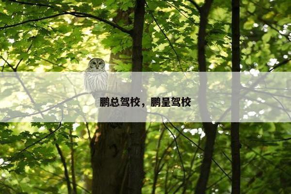 鹏总驾校，鹏呈驾校